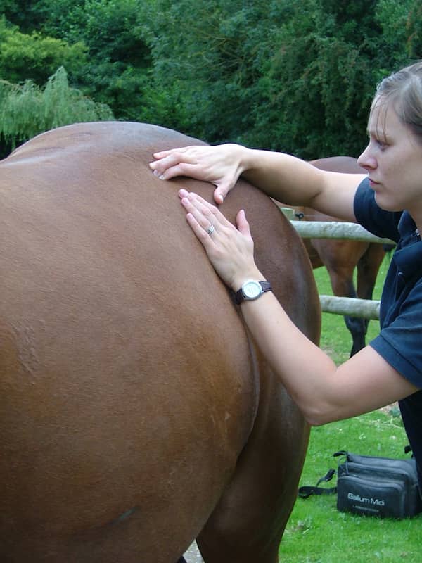 Bradford Veterinary Physiotherapist on the right performing checks on the back of a horse.