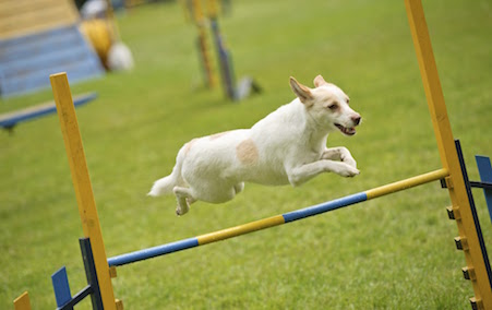 Professional jump dog jumping over a fence.